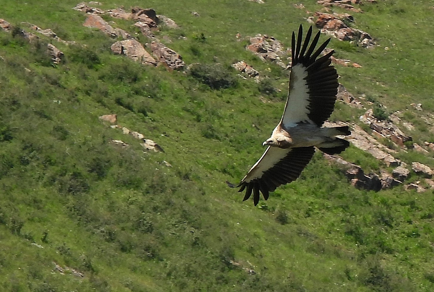 image Himalayan Griffon